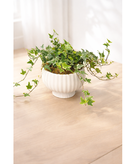 Ivy Plant