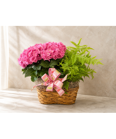 Hydrangea Double Basket