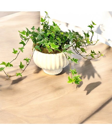 Ivy Plant in Compote