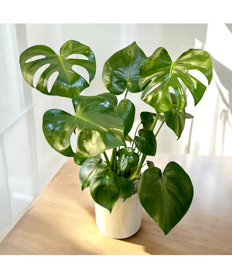 Monstera Plant