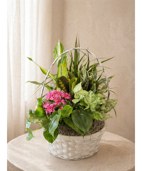 12”  Basket Plant Garden