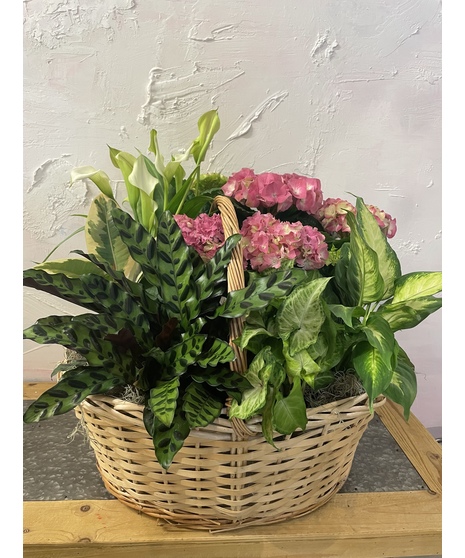 Large Blooming Basket with Hydrangea