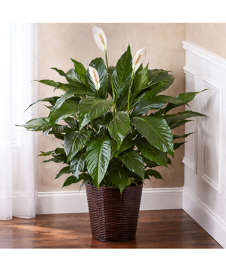 Peace Lily -Large 10” Pot