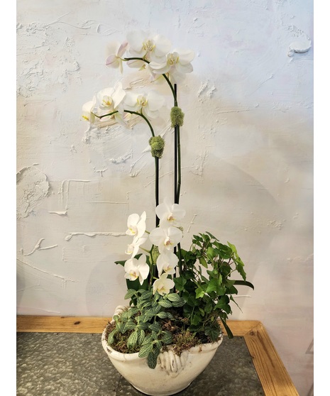 Orchid Composition