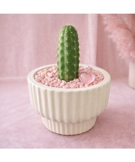 Pickle Cactus