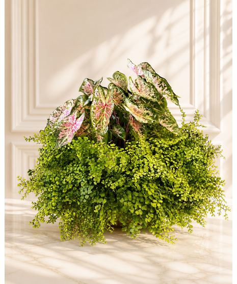 Caladium Maiden Hair Fern Planter