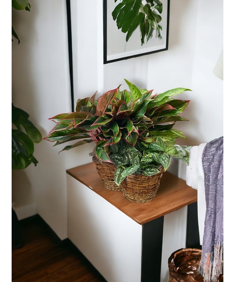 Plant Trio Basket