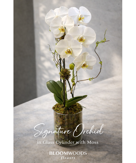 Waterfall Orchid in moss