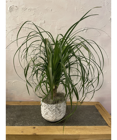 Ponytail Palm