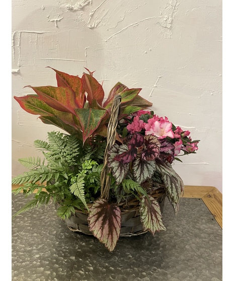 vibrant foliage plant in wicker basket