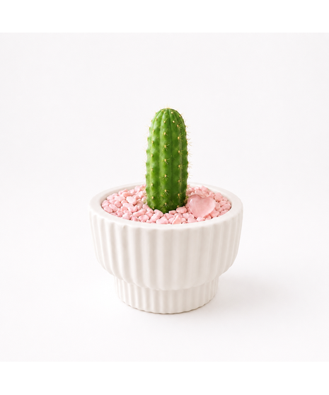 Pickle Cactus