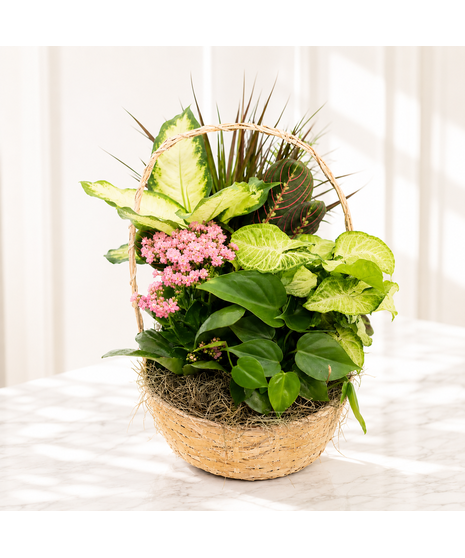 10” Basket Plant Garden