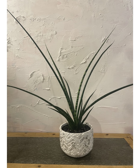 Sansevieria Fernwood in White Container