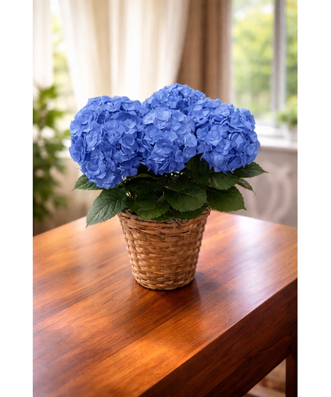 Blue Hydrangea Plant