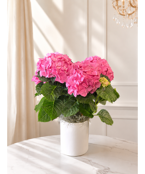 Pink Hydrangea Plant in Ceramic
