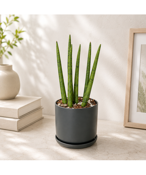 Cylinder Sansevieria Plant