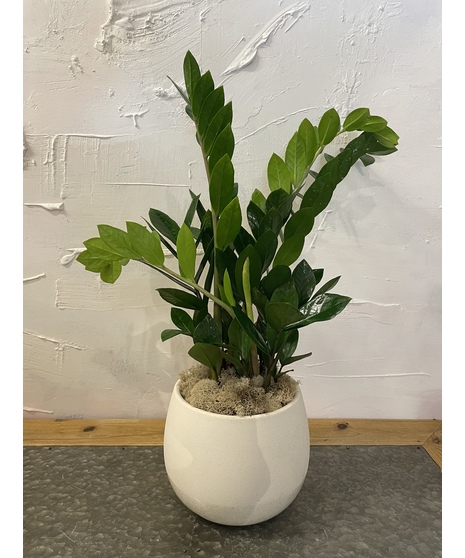 Zz Plant