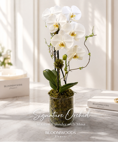 Waterfall Orchid in moss