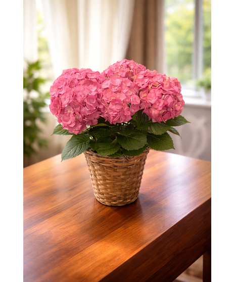Pink Hydrangea Plant