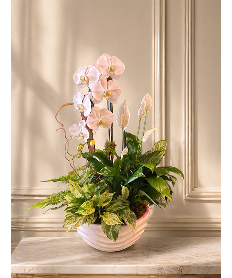 Waterfall White Orchid Planter