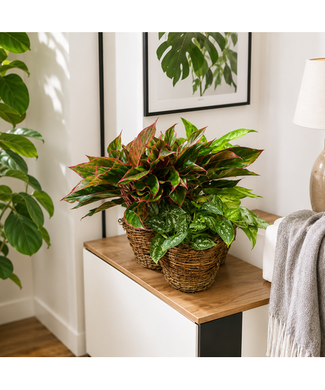 Plant Trio Basket