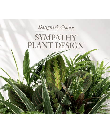Sympathy Plant