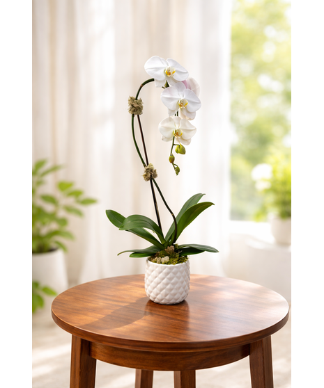 Waterfall Orchid in white pot