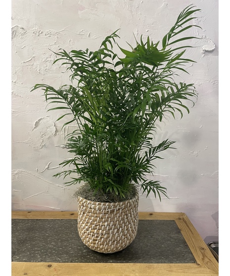 Palm in Basket