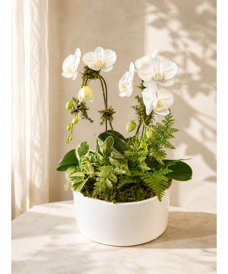 Double Mini Waterfall Garden