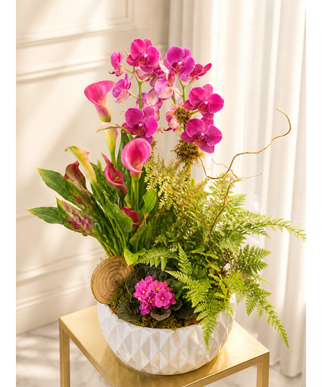 Bright Pink Orchid Living Plant Arrangement