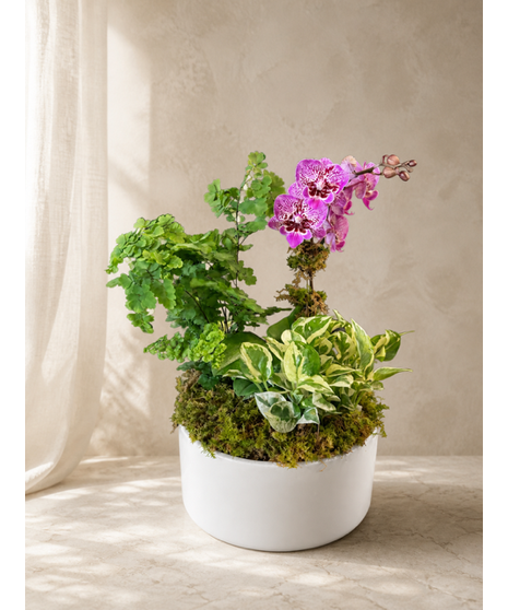 Mini Orchid Living Plant Arrangement
