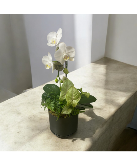 Small White Orchid Planter