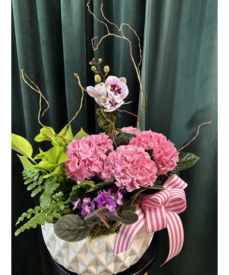 Living Plant Arrangement Large