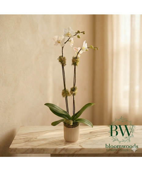 Double Stem White Orchid Plant