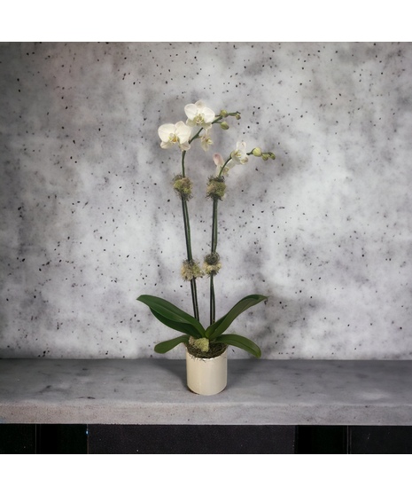 Double Stem White Orchid Plant