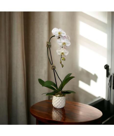 Waterfall Orchid in white pot