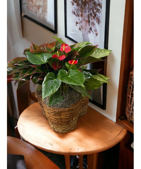 Anthurium Trio Basket