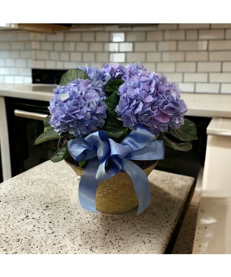 Blue Hydrangea Plant