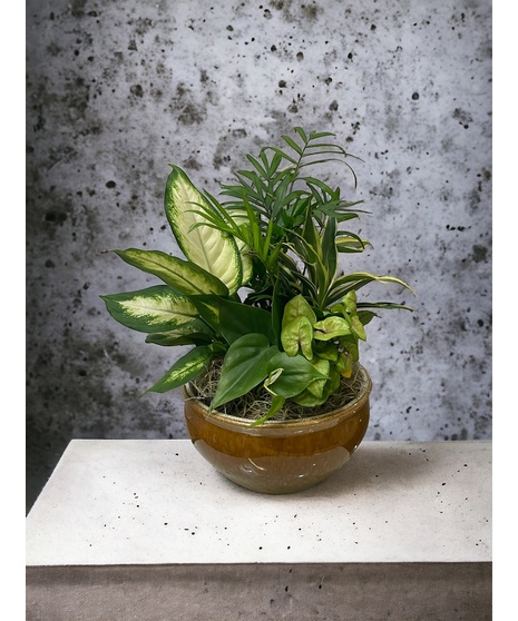 Medium Plant Garden