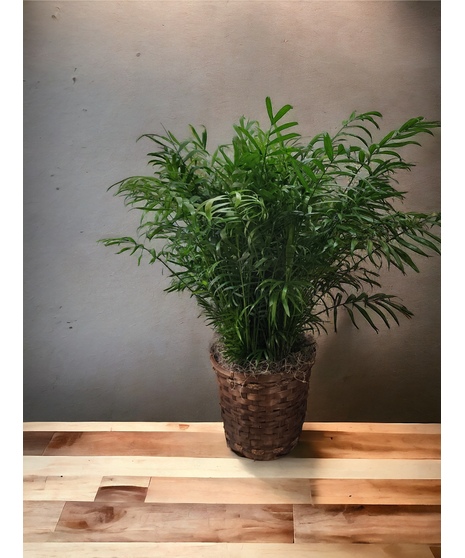 Palm Plant