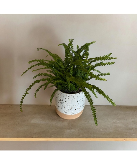 Lemon Button Fern