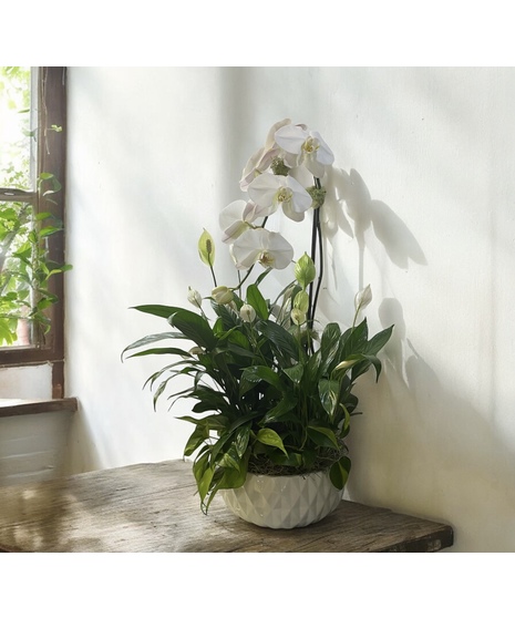 Double White Orchid Planter