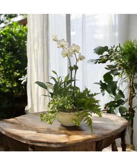 Double White Orchid Planter