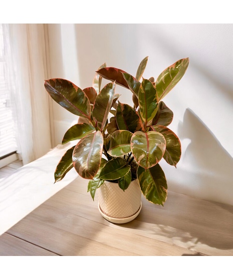 Pink Rubber Plant (Ficus Elastica Ruby)