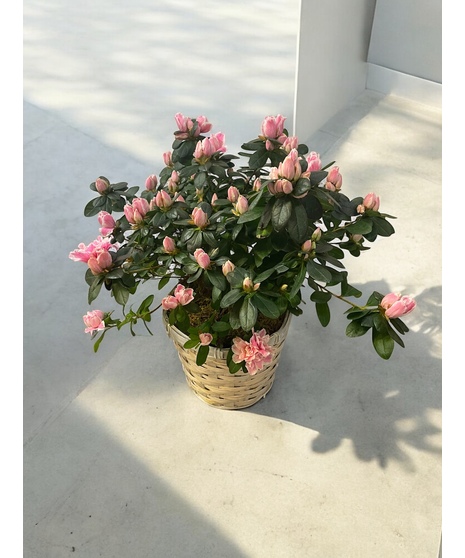 Blooming Azalea Plant
