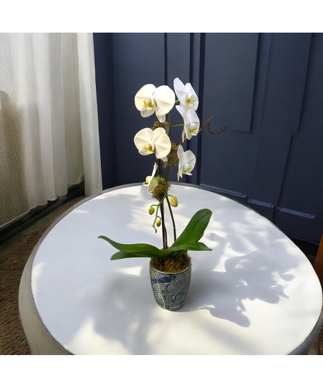 Waterfall Orchid in white and blue pot