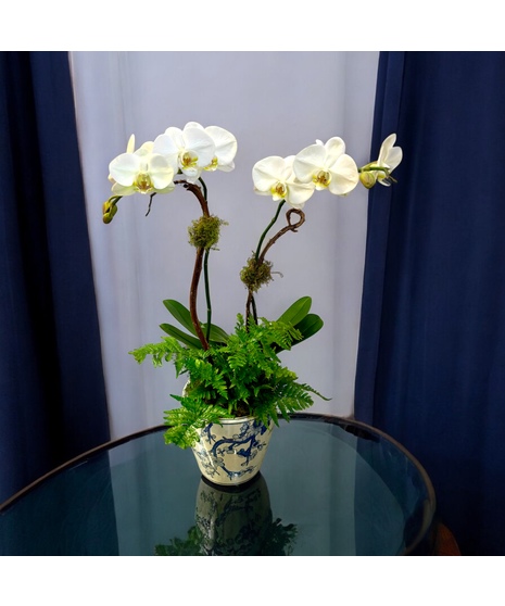 Double stem White Orchid Fern/ Blue White pot