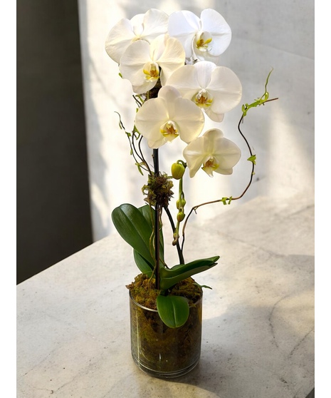 Waterfall Orchid in moss