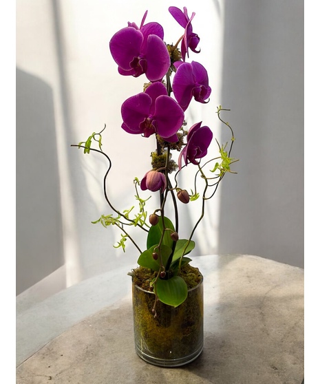 Purple Waterfall Orchid in moss