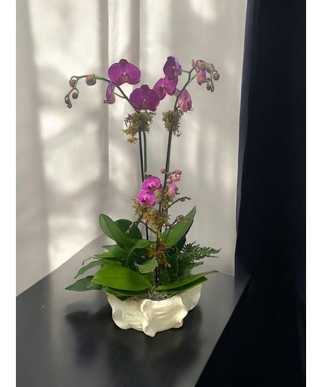 Double Purple Orchid Garden